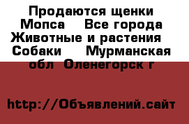 Продаются щенки Мопса. - Все города Животные и растения » Собаки   . Мурманская обл.,Оленегорск г.